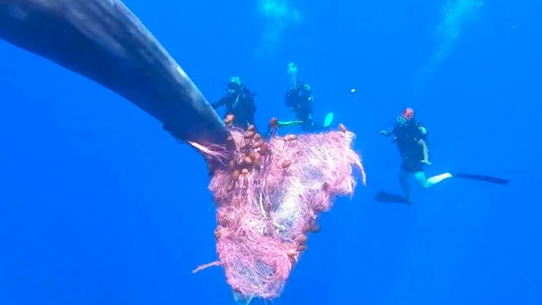Enorme lucha para salvar un cachalote de una red en Italia
