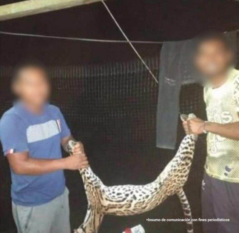 JUDICIALIZADO HOMBRE QUE HABRÍA CAUSADO LA MUERTE DE UN OCELOTE EN NARIÑO